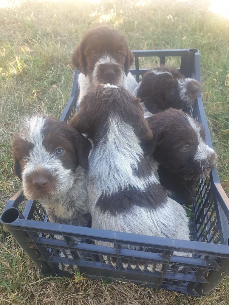 Des grandes origines - un panier de chiots