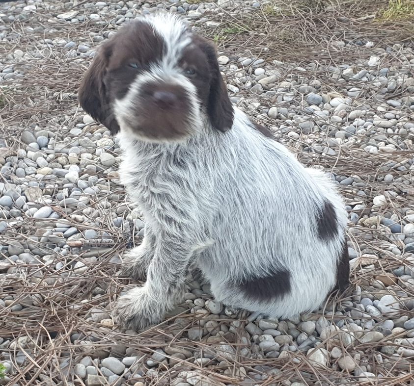 Des grandes origines - un chiot des grandes origines