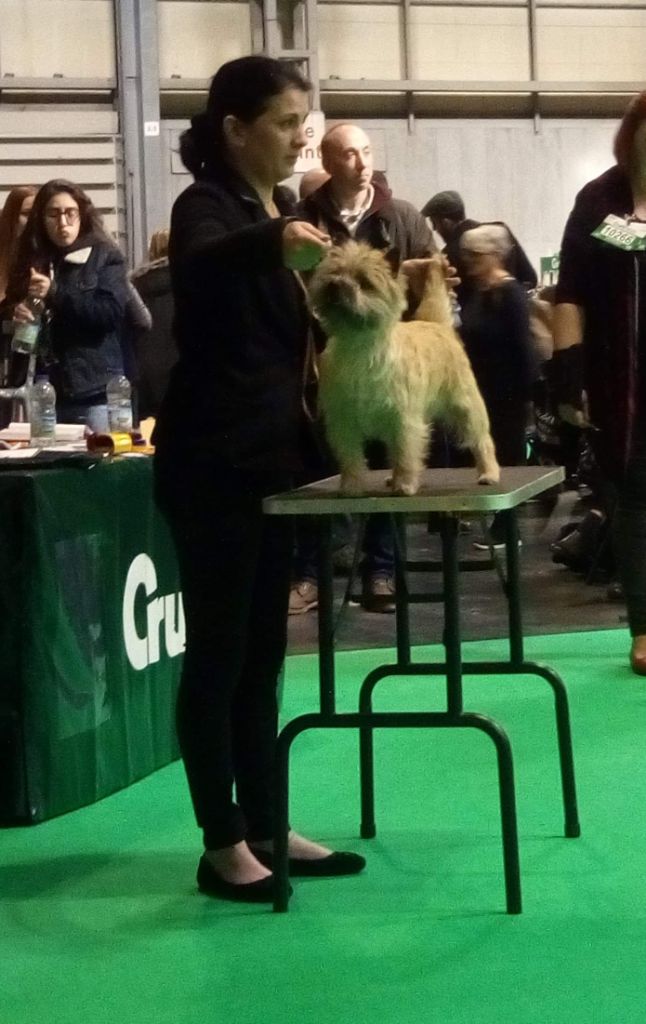 Du Cercle Des Enchanteurs - CRUFTS 2019