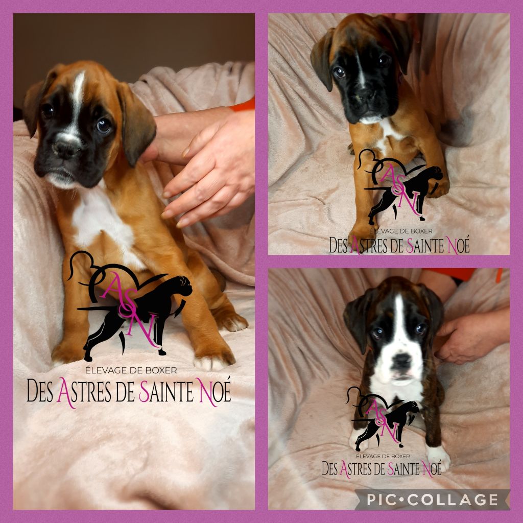 Chiot Boxer Des Astres De Sainte Noé