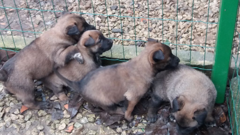 Chiot Berger Belge vom steinmetz