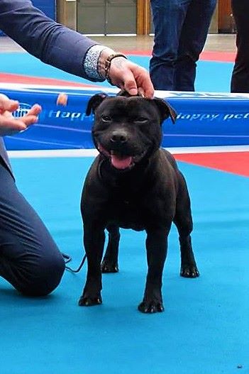 De La Terre Des Bulls - Exposition canine Flins 