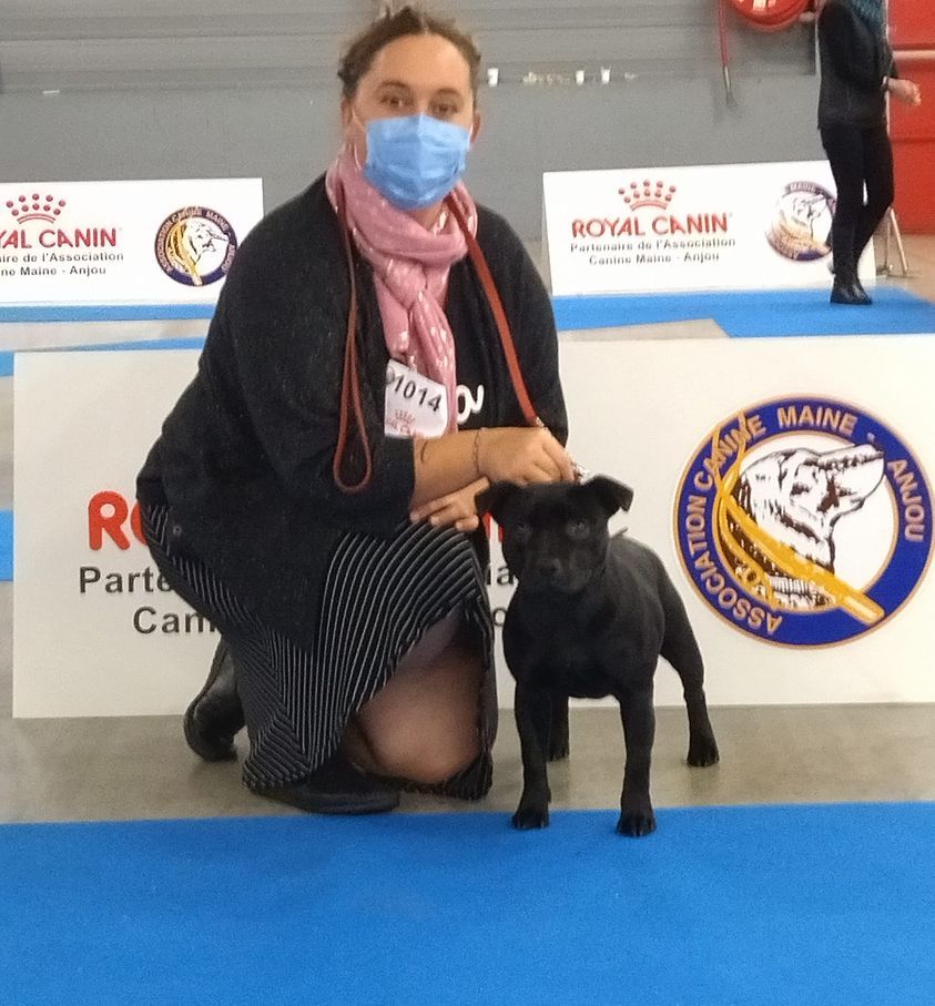 De La Terre Des Bulls - BEST PUPPY OF BREED expo LE MANS