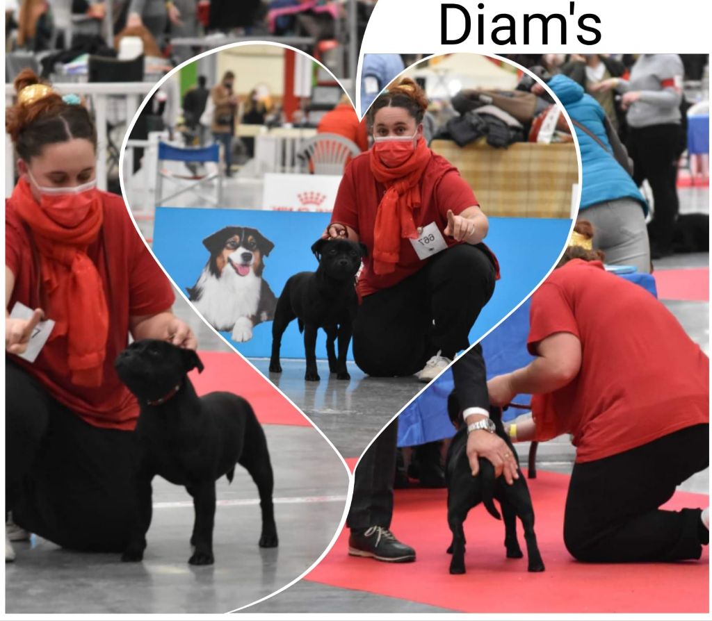 De La Terre Des Bulls - excellent week end a Paris dog show avec Diams