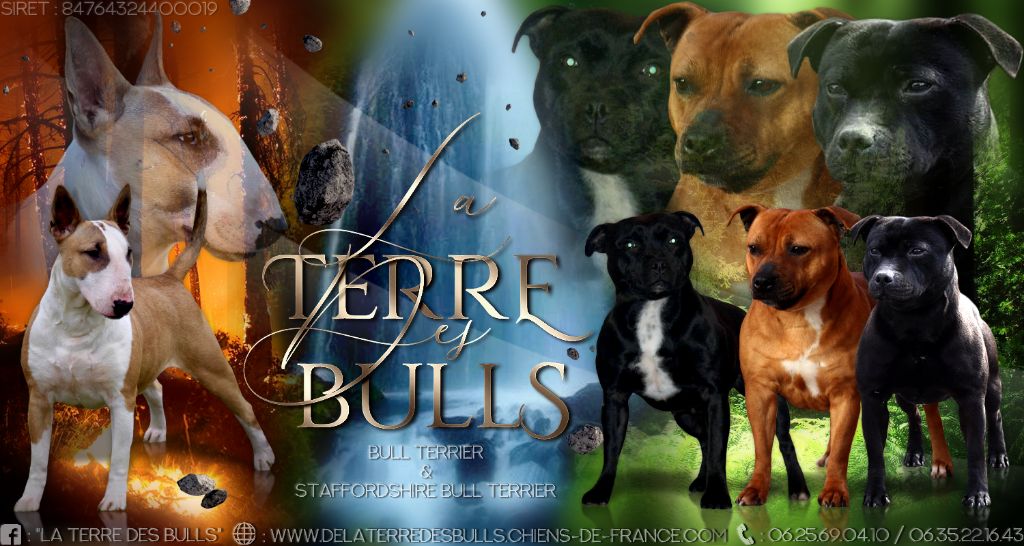 De La Terre Des Bulls - il va y avoir des nouveautés a la terre des bulls