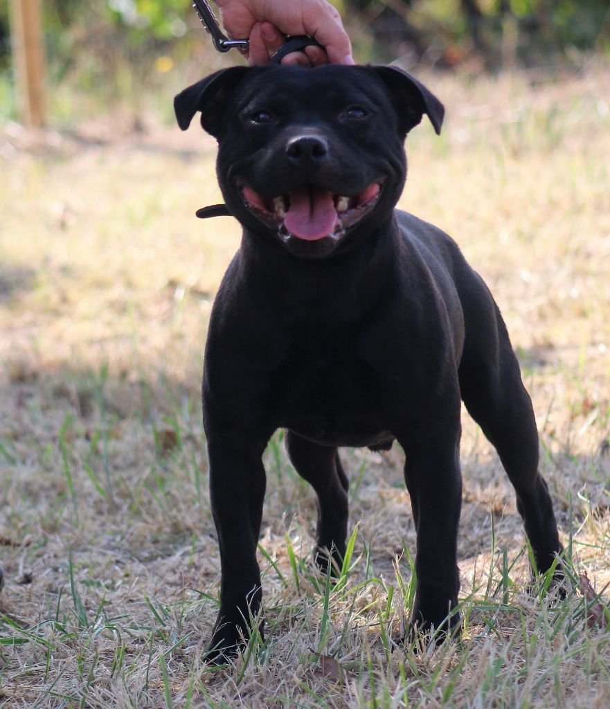 De La Terre Des Bulls - mariage de Staffie va etre réalisé cette semaine