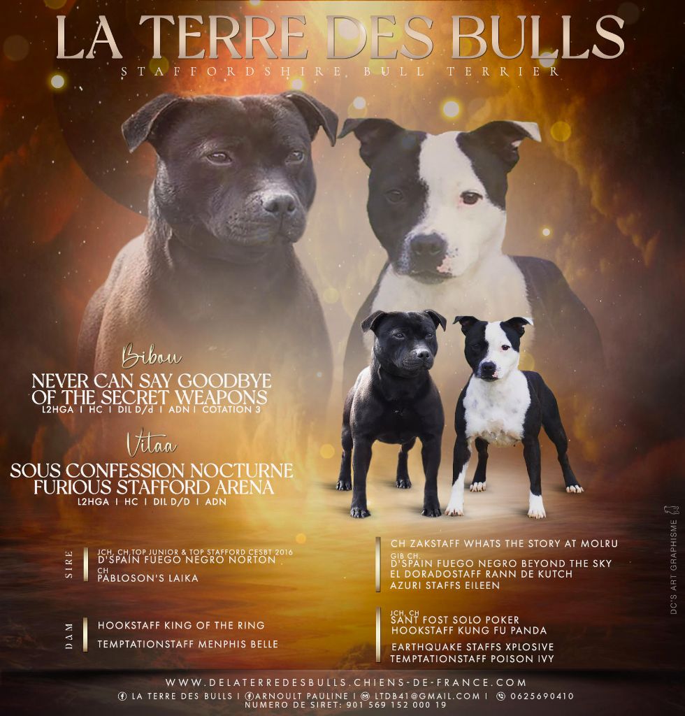 De La Terre Des Bulls - nouveau mariage staffie