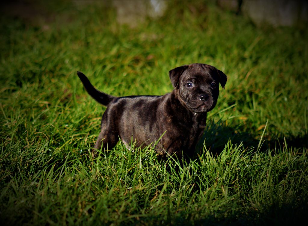 De La Terre Des Bulls - MALE DISPONIBLE