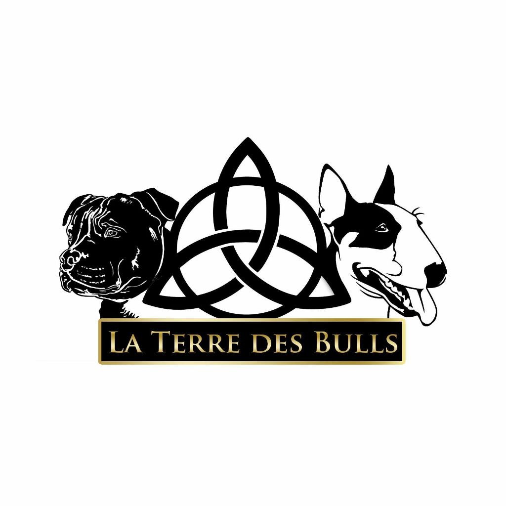 De La Terre Des Bulls - en attente de confirmation de gestation