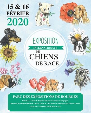 De La Terre Des Bulls - expositions canine BOURGES