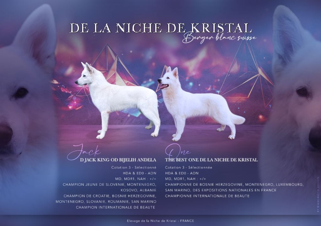 De La Niche De Kristal - Berger Blanc Suisse - Portée née le 05/03/2025