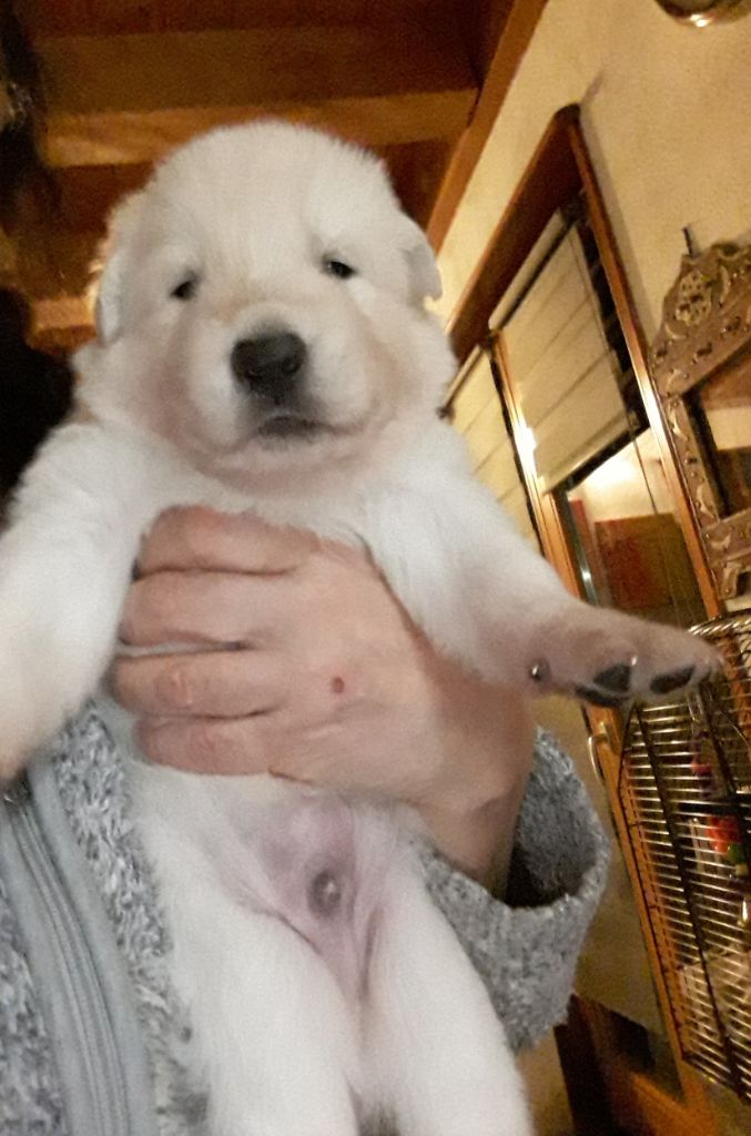 De La Niche De Kristal - Berger Blanc Suisse - Portée née le 20/12/2019