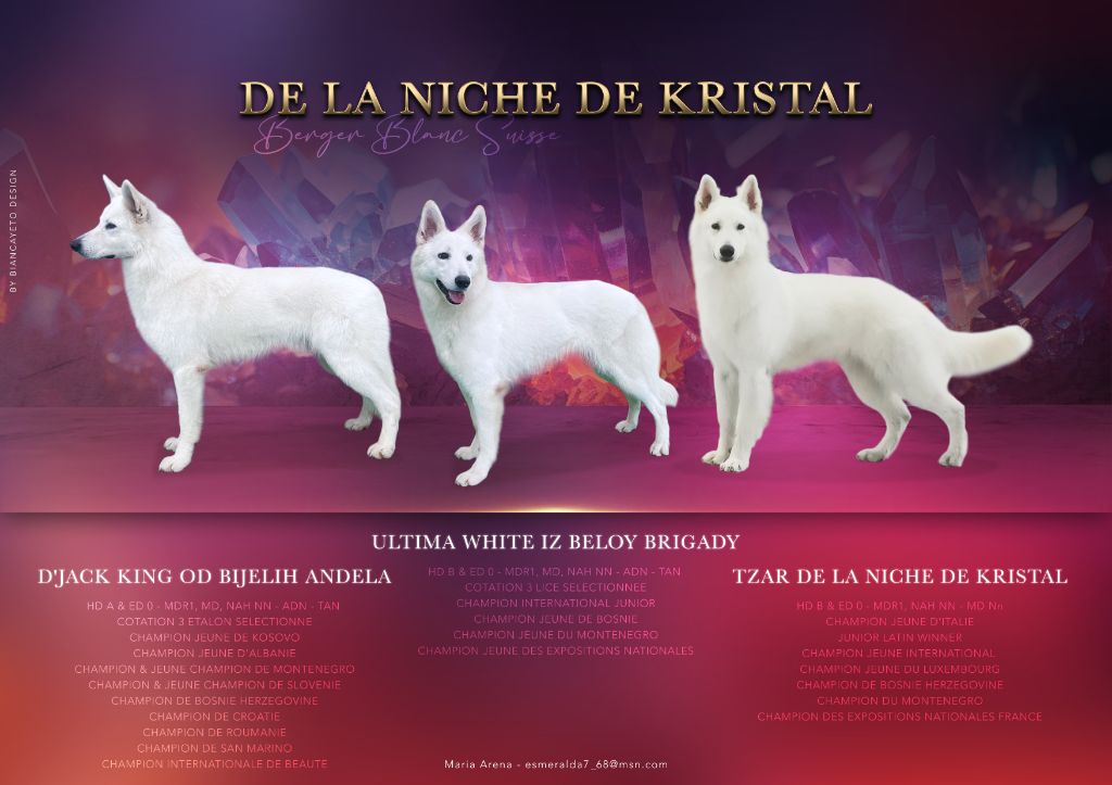 De La Niche De Kristal - Berger Blanc Suisse - Portée née le 10/05/2024