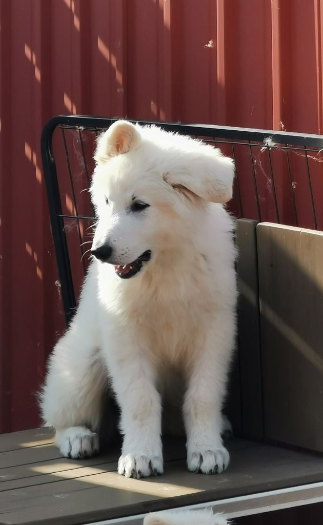 De La Niche De Kristal - Berger Blanc Suisse - Portée née le 24/03/2023