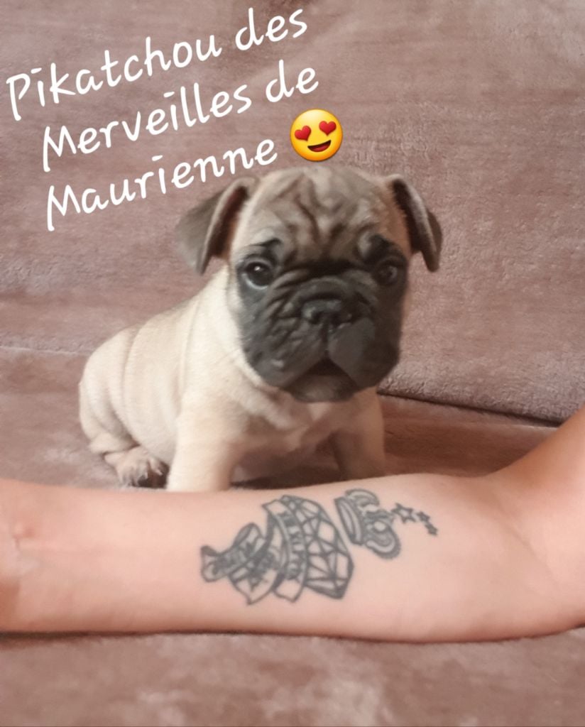 des Merveilles de Maurienne - Bouledogue français - Portée née le 17/06/2019