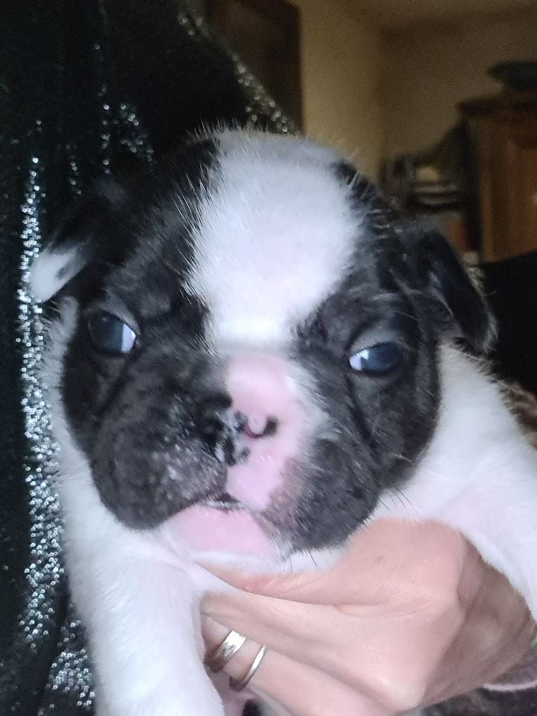 Chiot Bouledogue français des Merveilles de Maurienne