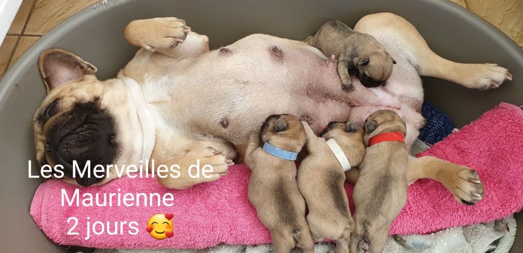 Chiot Bouledogue français des Merveilles de Maurienne