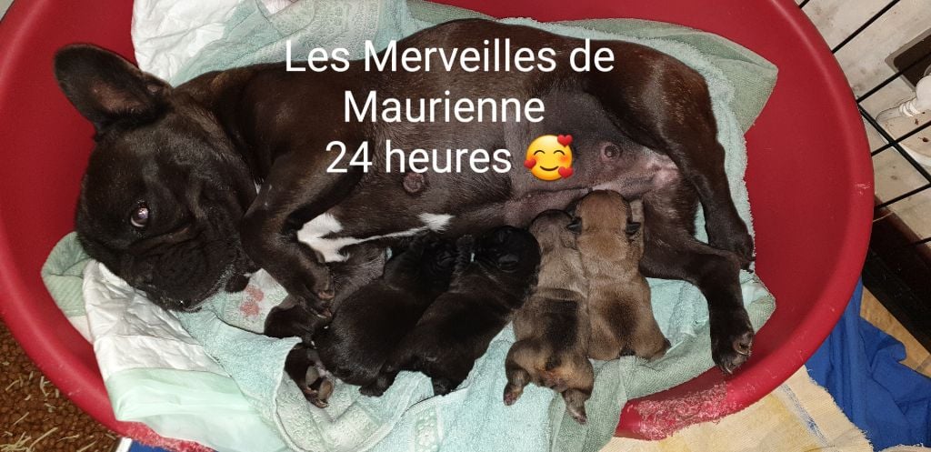 Chiot Bouledogue français des Merveilles de Maurienne