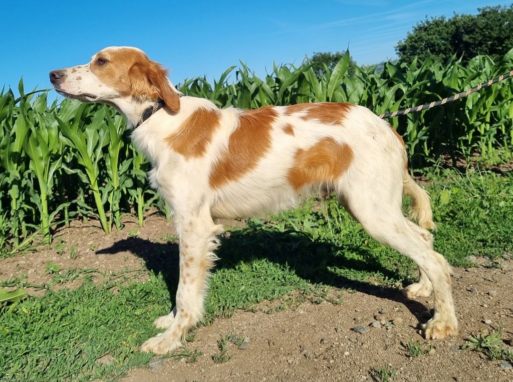 Du Manoir Du Vauclair - Chiots disponibles - Setter Anglais