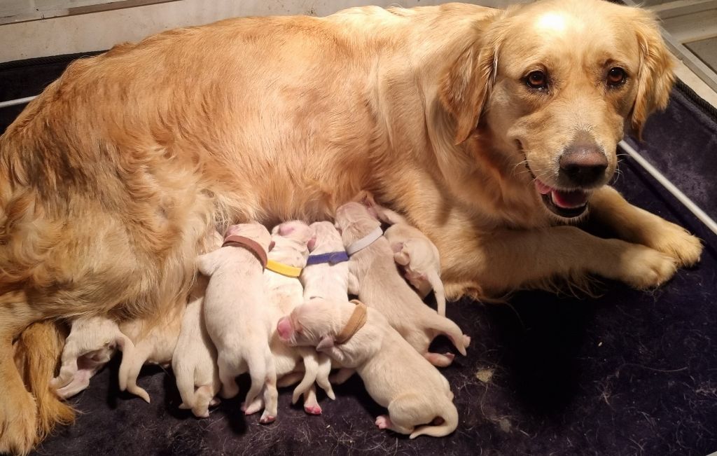 Chiot Golden Retriever Du Manoir Du Vauclair