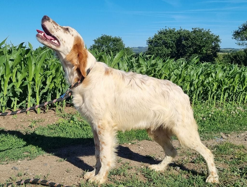 Du Manoir Du Vauclair - Chiots disponibles - Setter Anglais