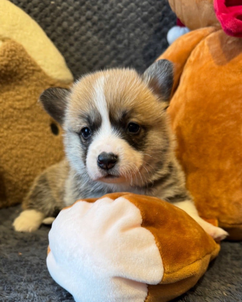 De Jaykay Land - Chiots disponibles - Welsh Corgi Pembroke