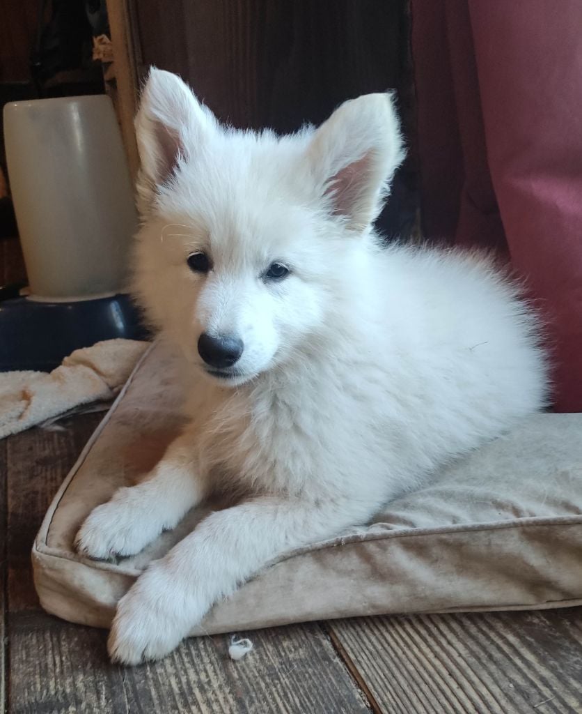 Des Pierres Davélie - Chiots disponibles - Berger Blanc Suisse