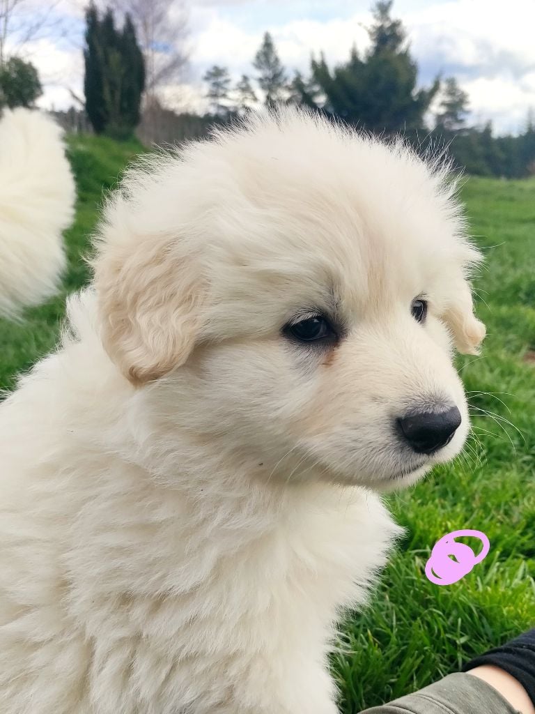 Des Pierres Davélie - Berger Blanc Suisse - Portée née le 11/03/2023