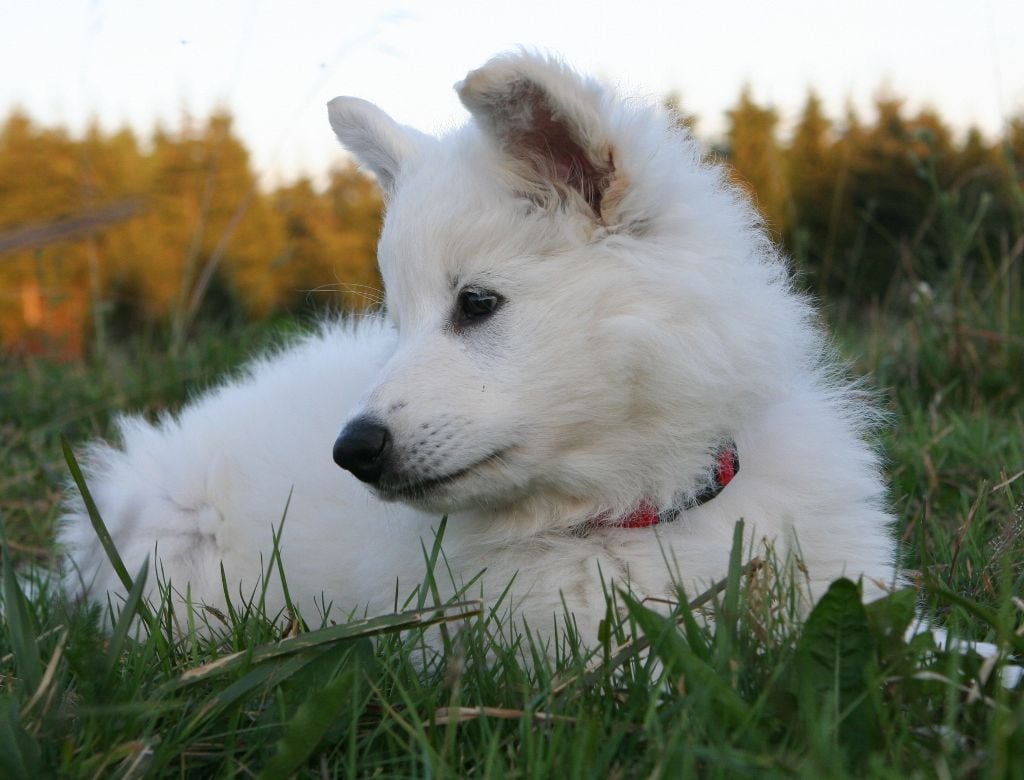 Des Pierres Davélie - Berger Blanc Suisse - Portée née le 15/05/2018