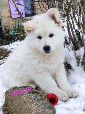 Uranie