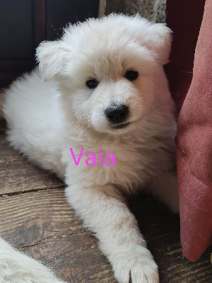 CHIOT violette