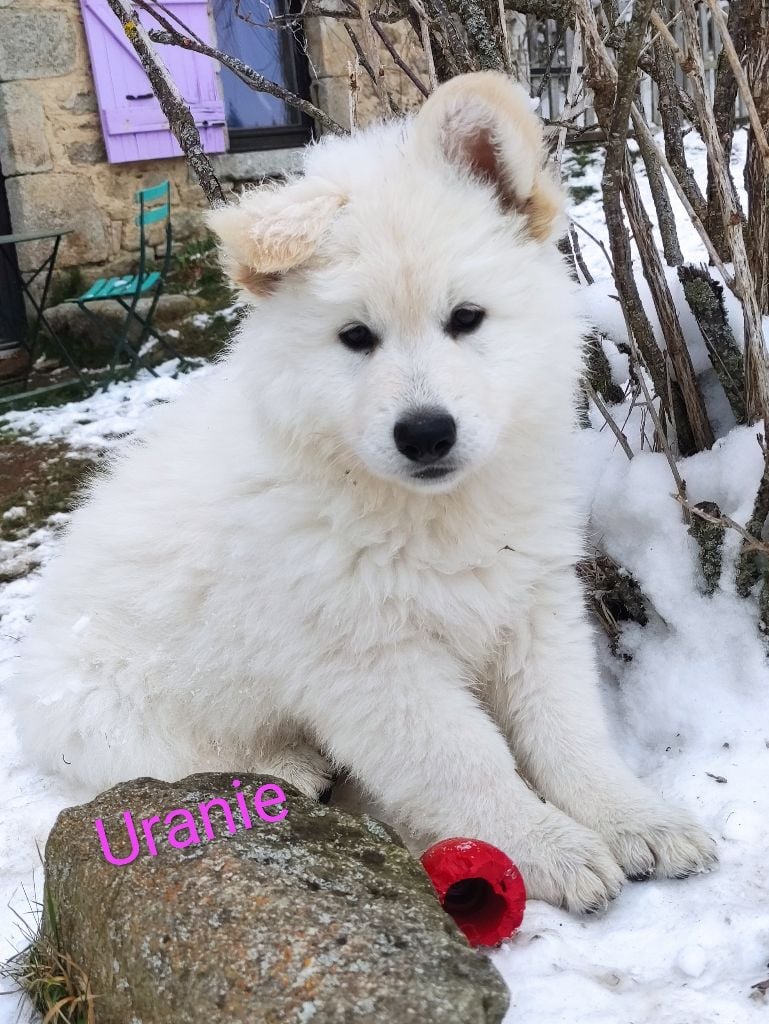 Des Pierres Davélie - Berger Blanc Suisse - Portée née le 02/01/2023