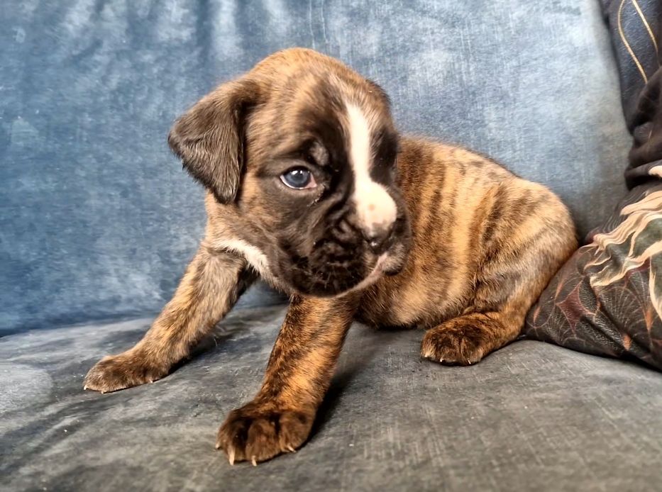 Ster Al Levenez - Chiots disponibles - Boxer