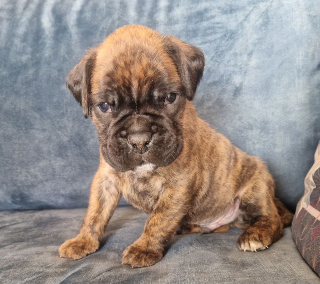 Ster Al Levenez - Chiots disponibles - Boxer