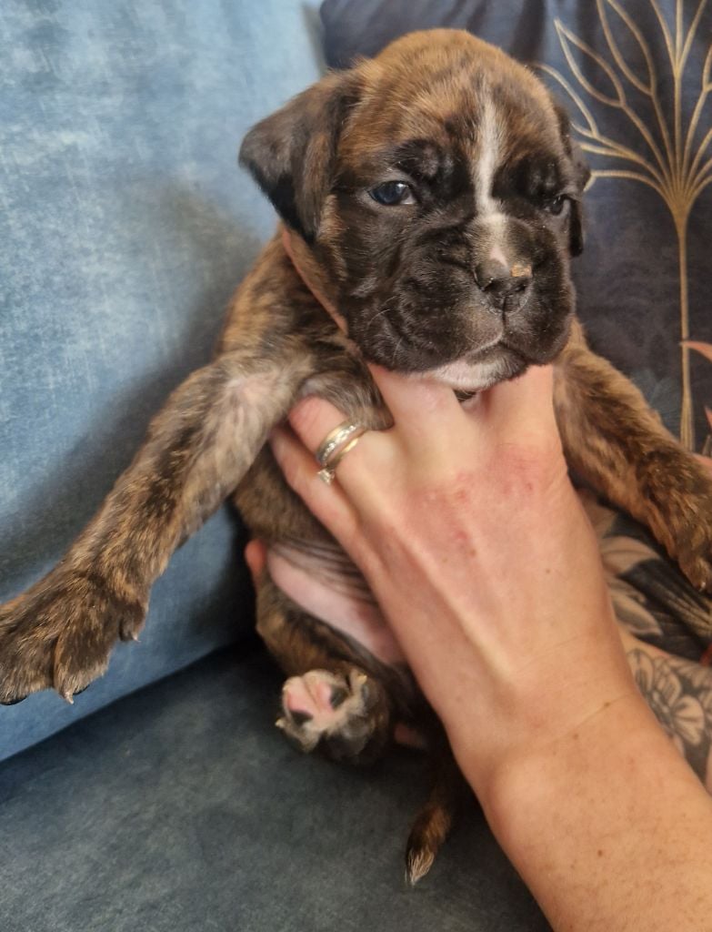 Ster Al Levenez - Chiots disponibles - Boxer