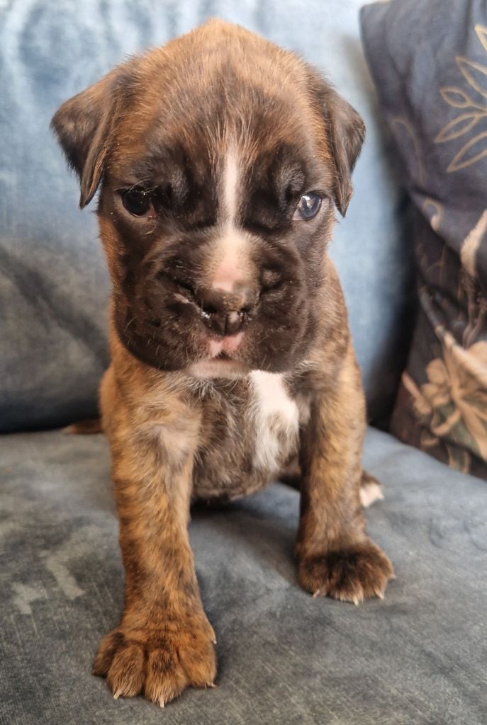 Ster Al Levenez - Chiots disponibles - Boxer