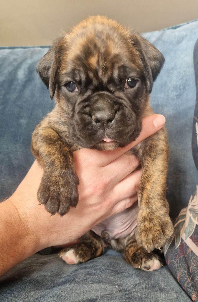 Ster Al Levenez - Chiots disponibles - Boxer