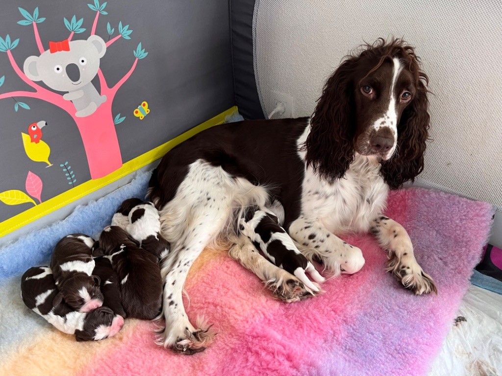 Des Perles Du Bassin - English Springer Spaniel - Portée née le 03/03/2024