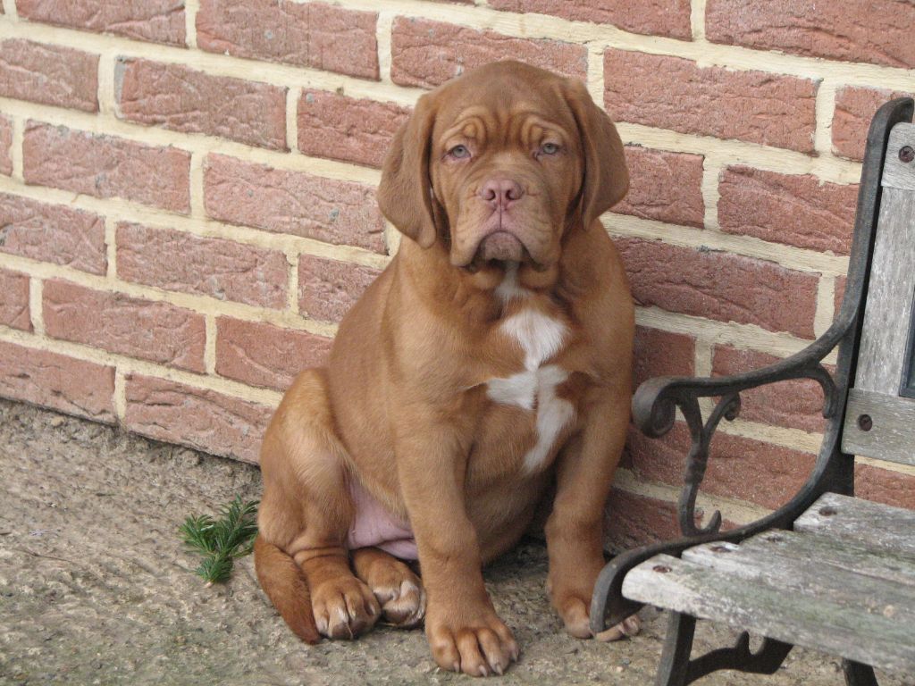 Des Drakkars De Ragnar - Chiots disponibles - Dogue de Bordeaux