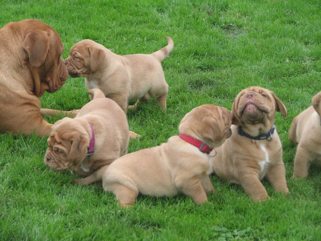 Des Drakkars De Ragnar - Dogue de Bordeaux - Portée née le 28/09/2017