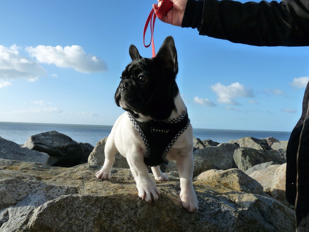 Des Merveilles D'la Montagne - Bouledogue français - Portée née le 11/09/2019