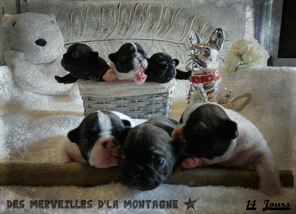 Des Merveilles D'la Montagne - Bouledogue français - Portée née le 19/09/2020