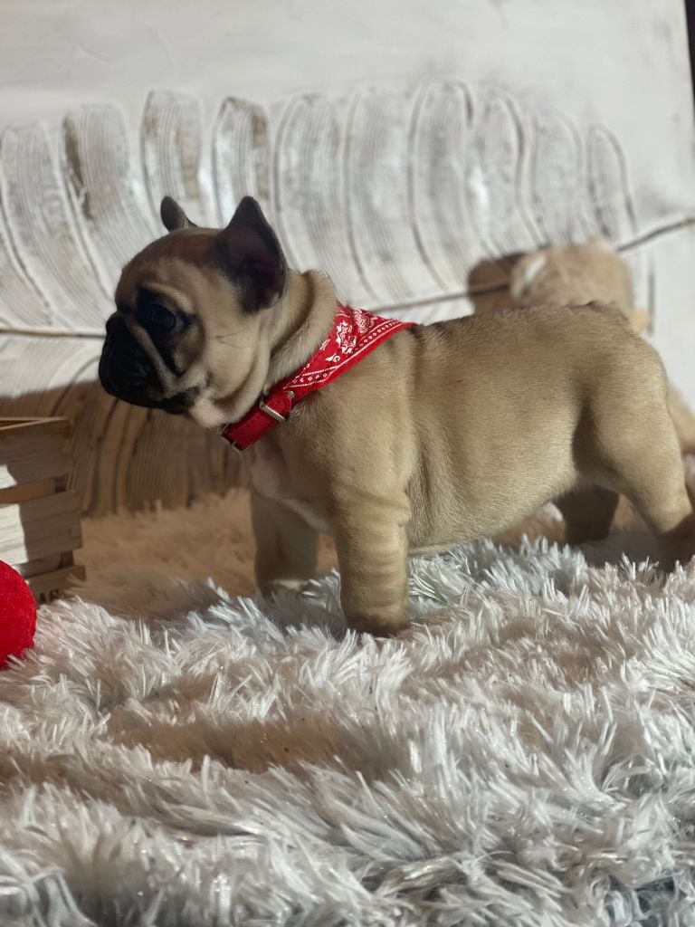 Chiot Bouledogue français Des Merveilles D'la Montagne