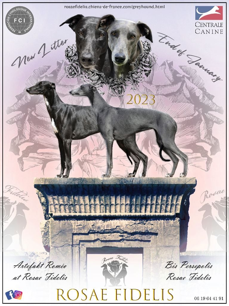 Chiot Greyhound Rosae Fidelis