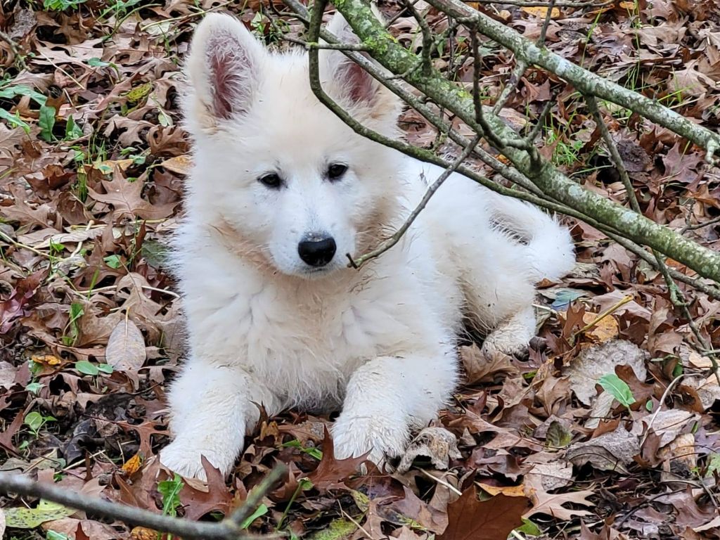 De La Vallée Du Lilas Blanc - Chiots disponibles - Berger Blanc Suisse