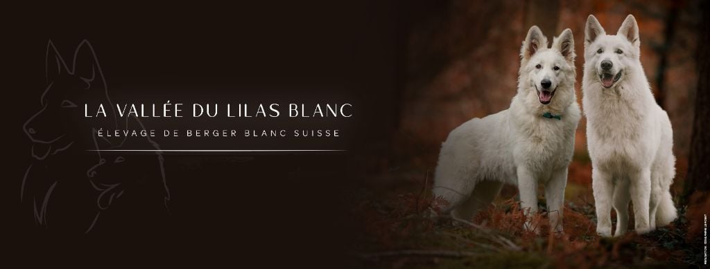 Chiot Berger Blanc Suisse De La Vallée Du Lilas Blanc