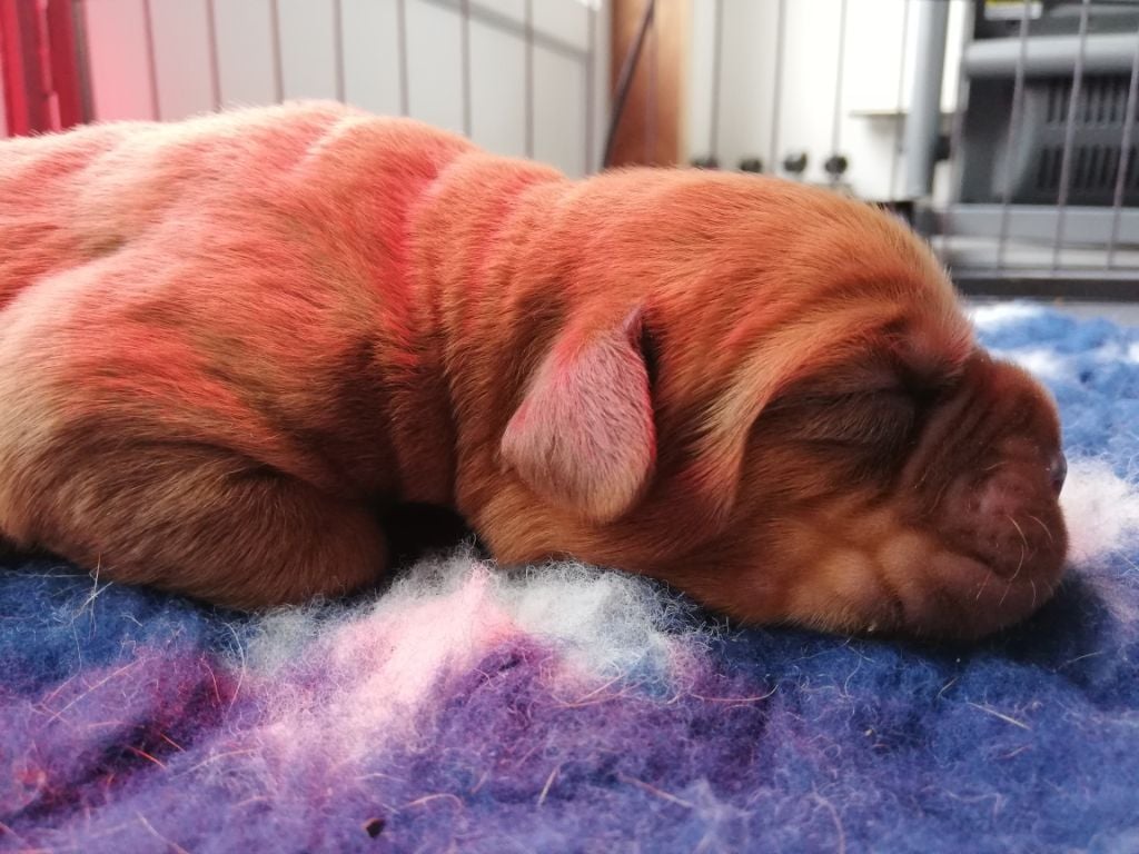 Du Coquelicot D'Owen - Chiots disponibles - Dogue de Bordeaux