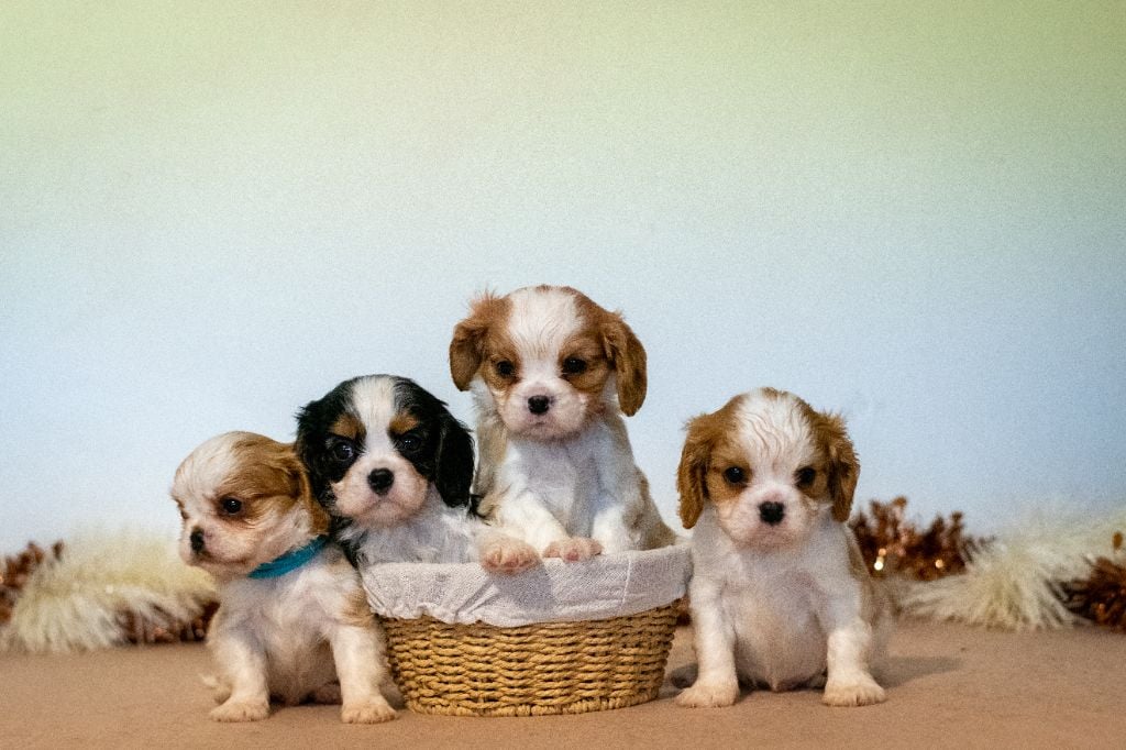 Chiot Cavalier King Charles Spaniel des Mémoires Sempiternelles