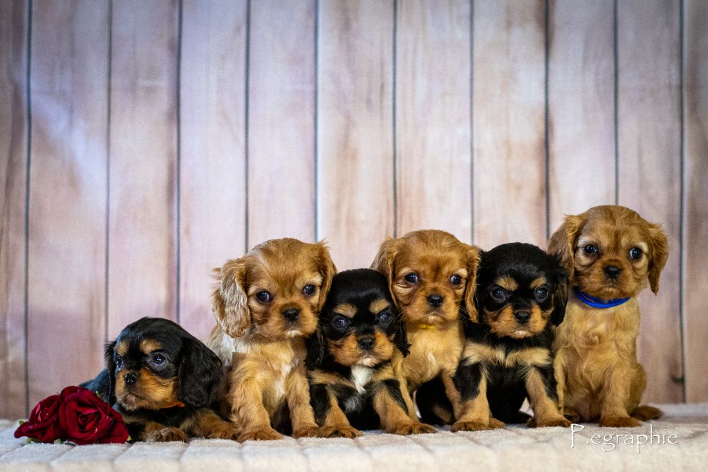 des Mémoires Sempiternelles - Cavalier King Charles Spaniel - Portée née le 10/12/2024