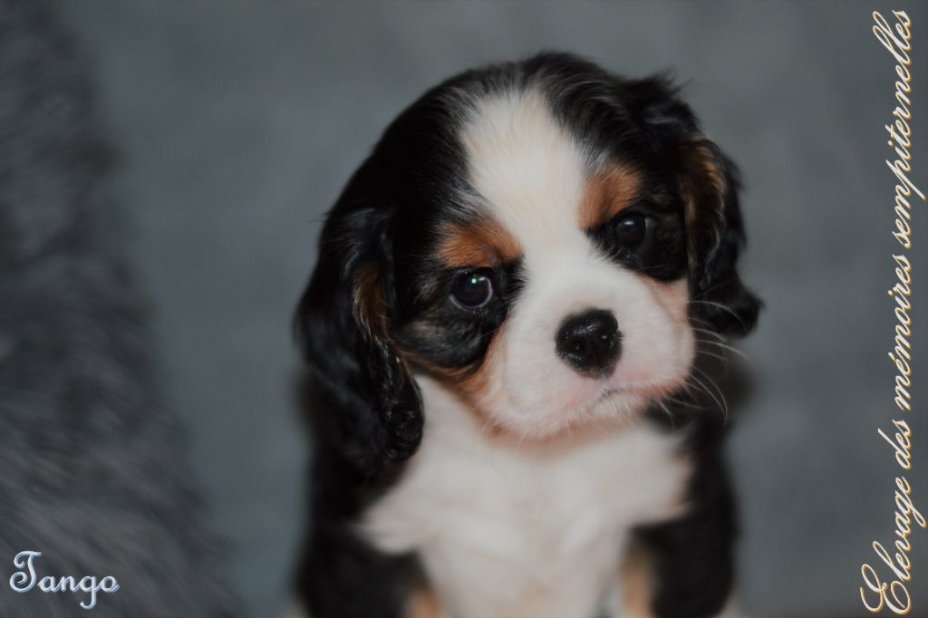 des Mémoires Sempiternelles - Cavalier King Charles Spaniel - Portée née le 04/11/2022